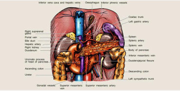 pancreas, digestion, Glucagon, insulin, exocrine, fat, protein, carbohydrates