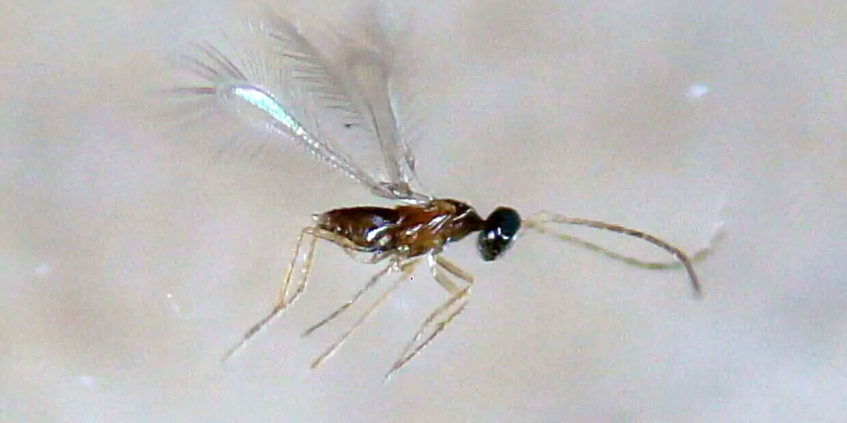 Fairyfly