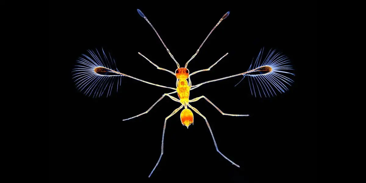  fairyfly 