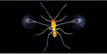  fairyfly 