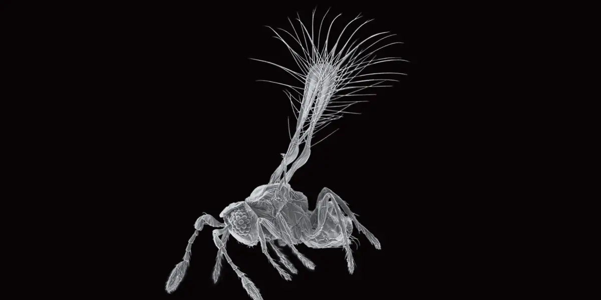 Fairyflies