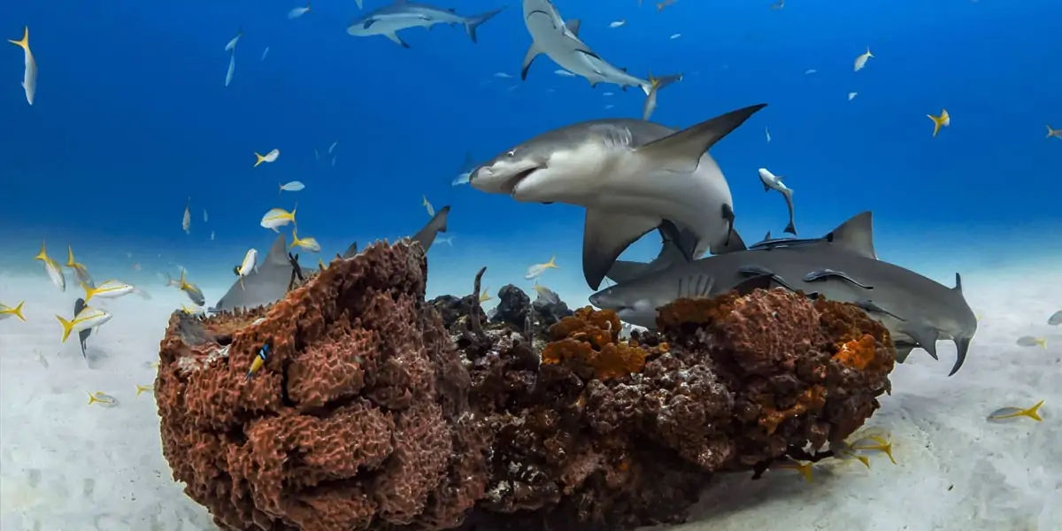 Sharks