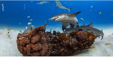 Sharks