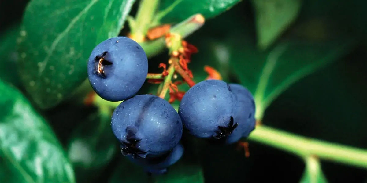 blueberries 
