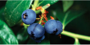blueberries 