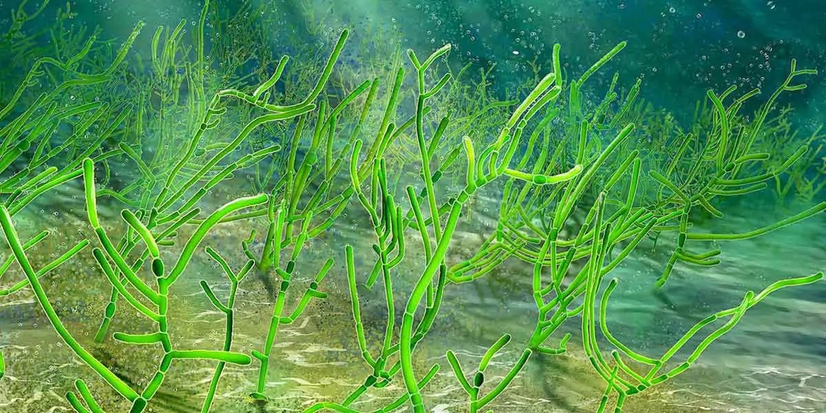 algae
