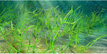 algae