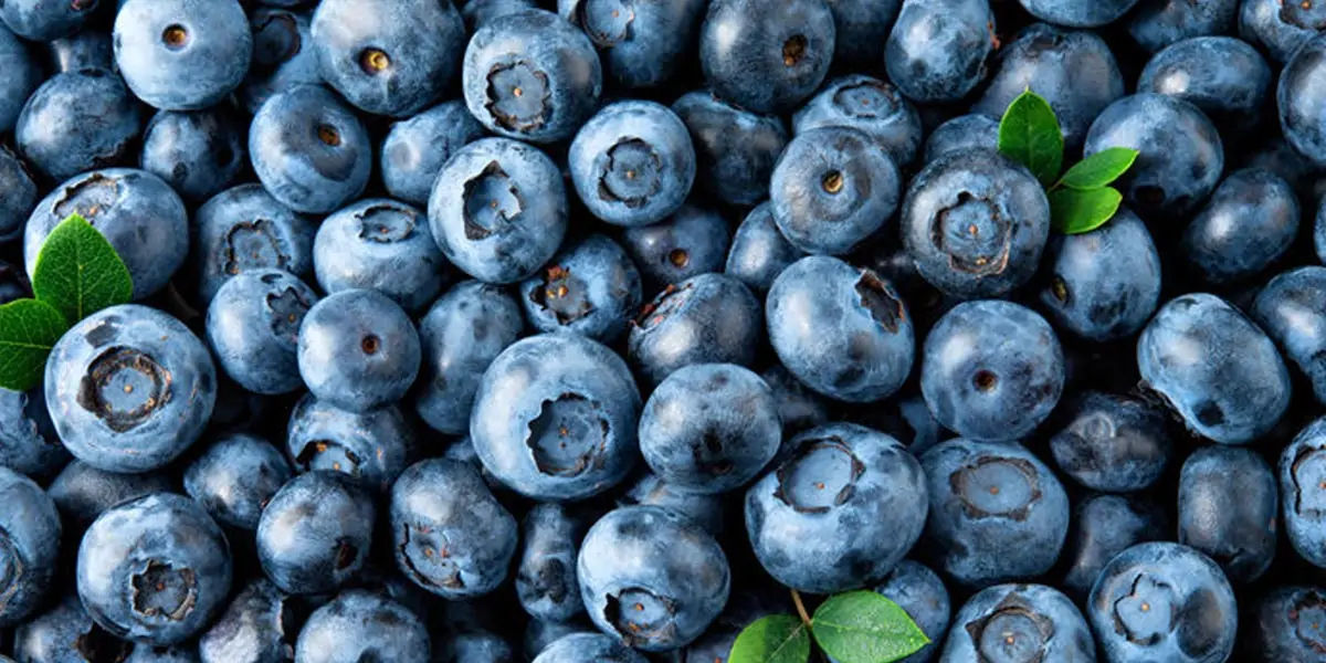 Elizabeth White, botanist, Frederick Coville, New Jersey, USA