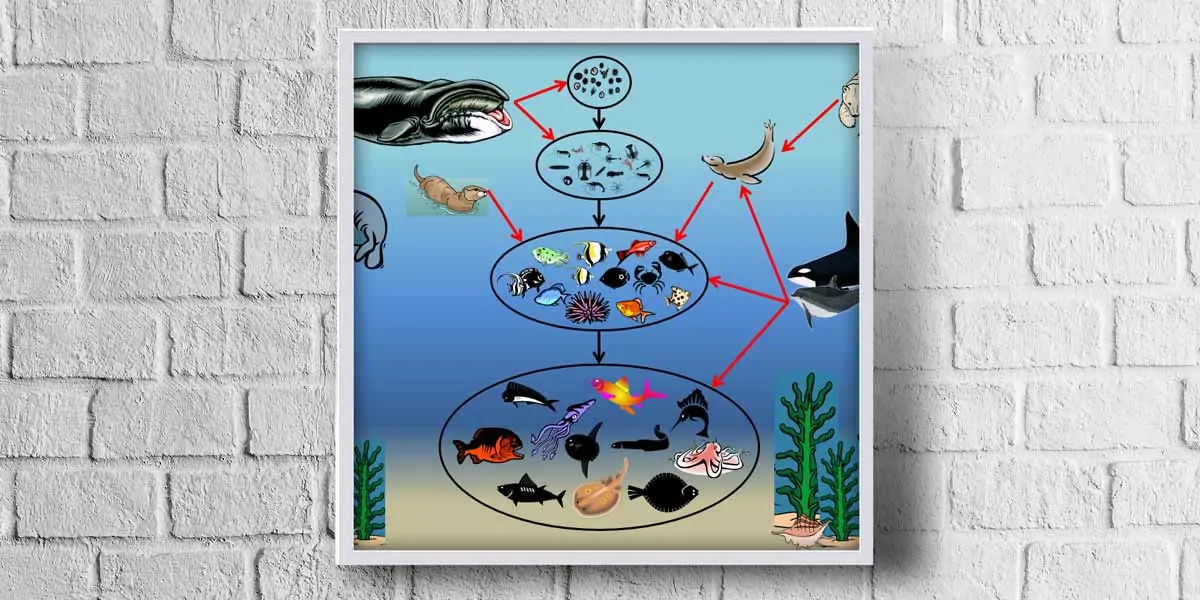 algae, marine, fish, animals, water