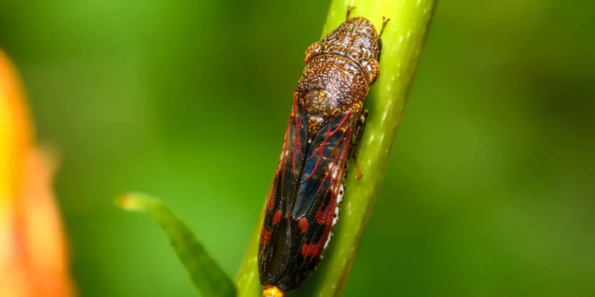Fairyfly, Mymaridae, insects, Chalcid wasp