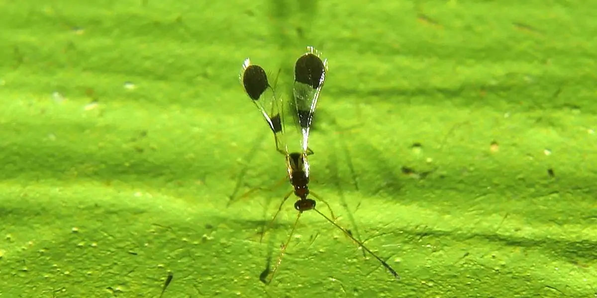 fairyfly, Mymaridae, insects, Chalcid wasp