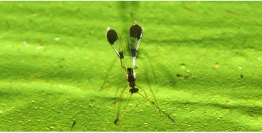 fairyfly, Mymaridae, insects, Chalcid wasp