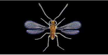 fairyfly, Mymaridae, insects, Chalcid wasp