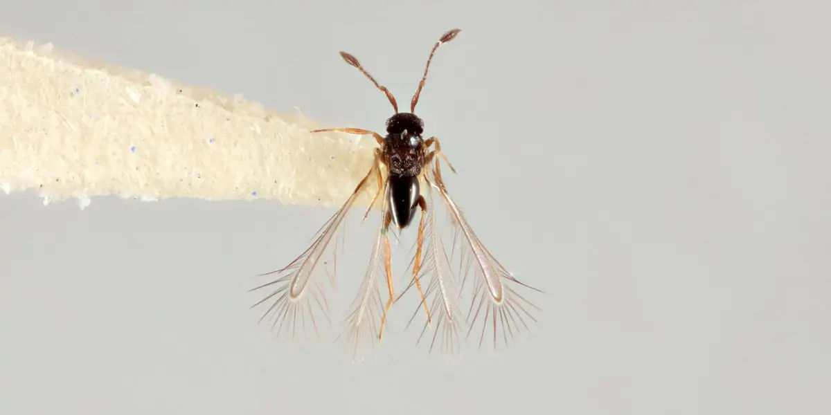 fairyfly, Mymaridae, insects, Chalcid wasp