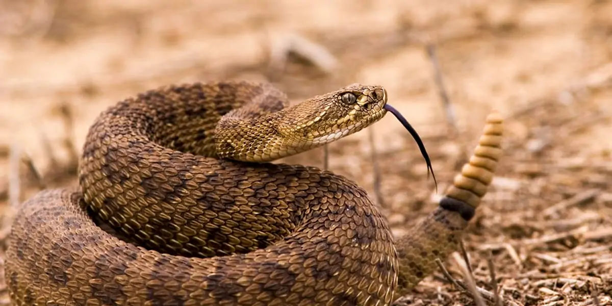  Rattlesnake 