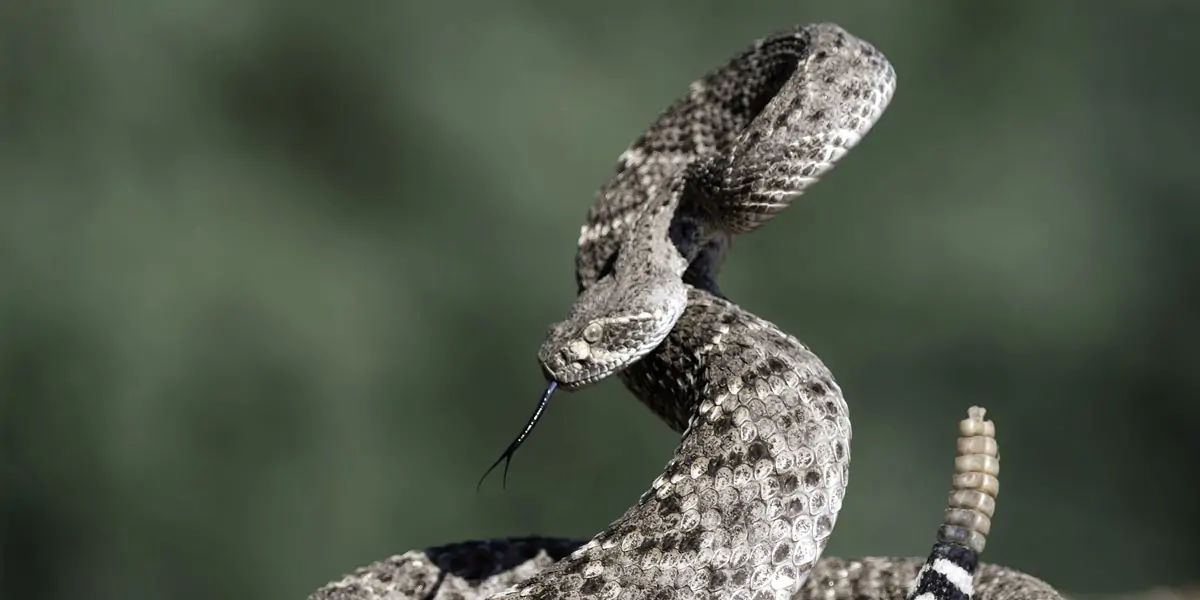rattlesnakes