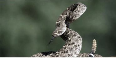  rattlesnakes