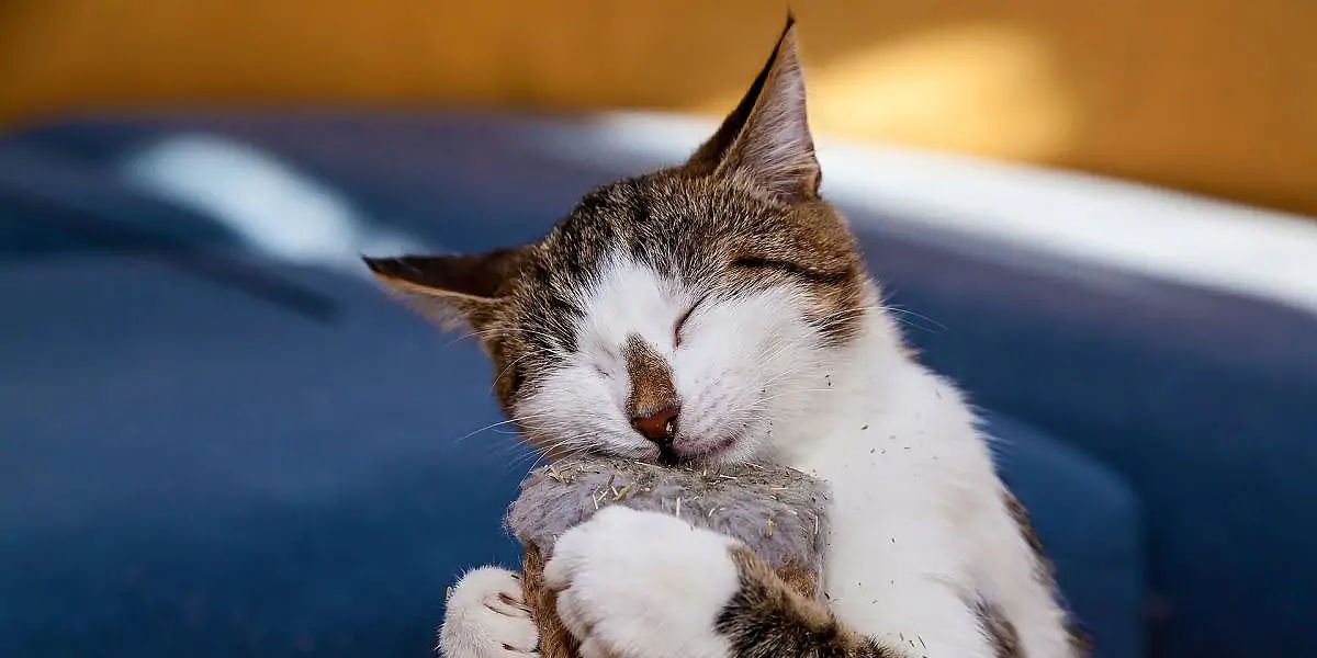 Catnip