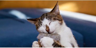 Catnip