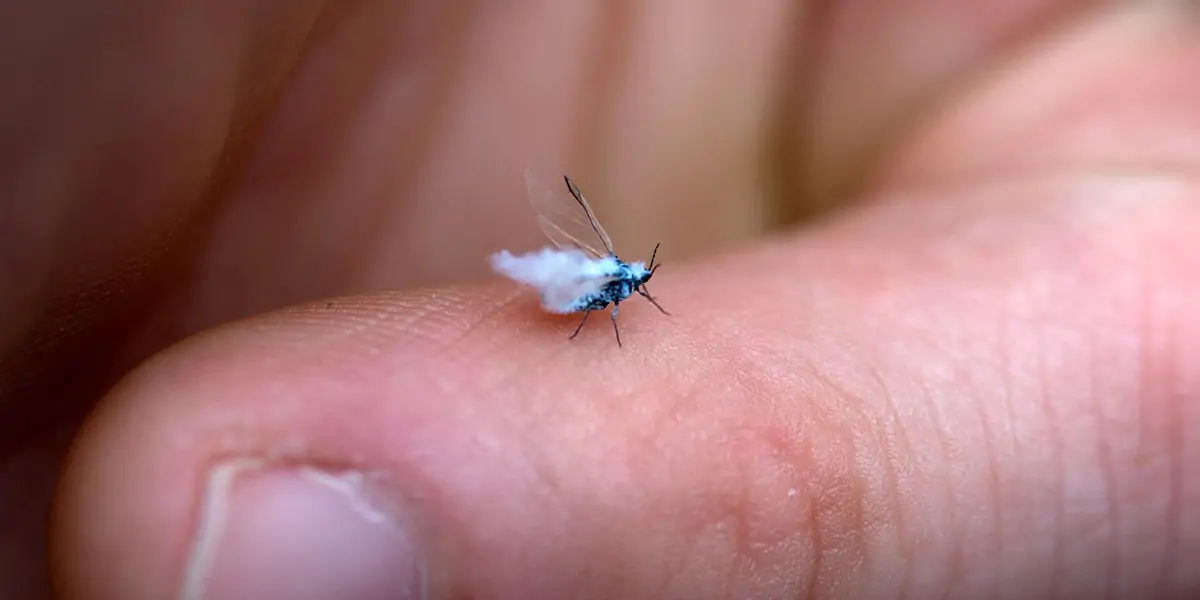 Fairy fly hot sale