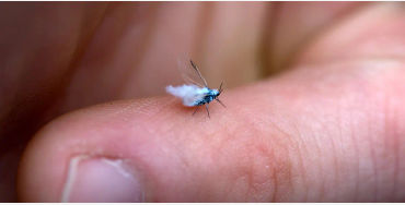 fairyfly, Mymaridae, insects, Chalcid wasp