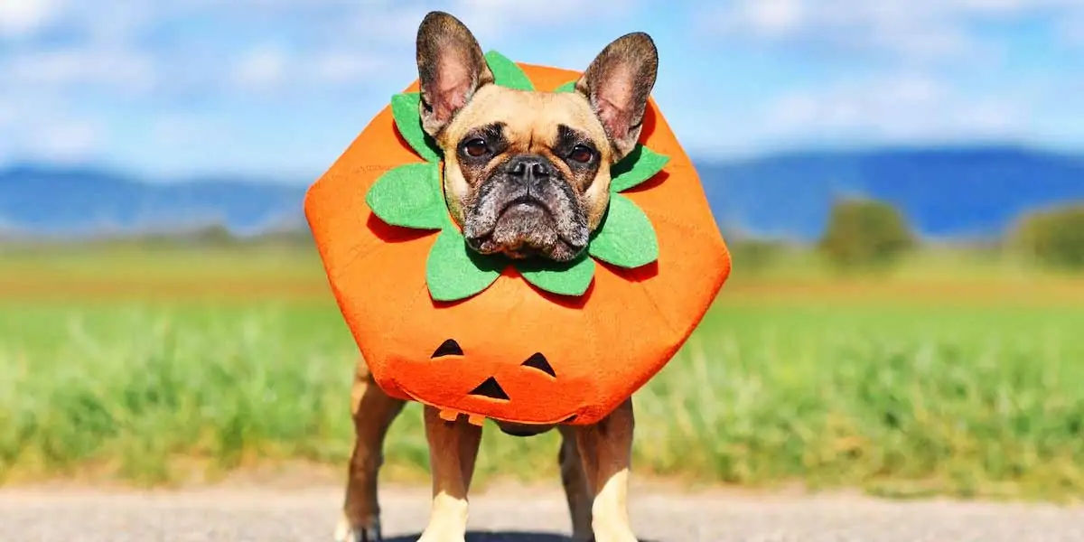 Halloween, pet, costume