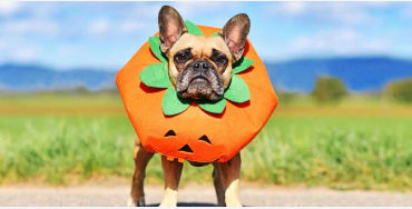 Halloween, pet, costume