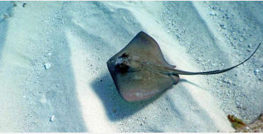 stingrays, carnivorous, beach
