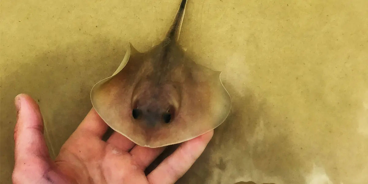 stingrays, carnivorous, beach