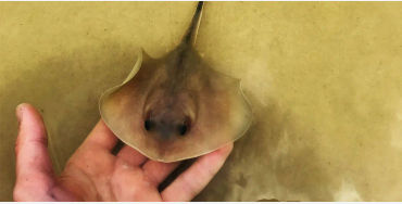 stingrays, carnivorous, beach