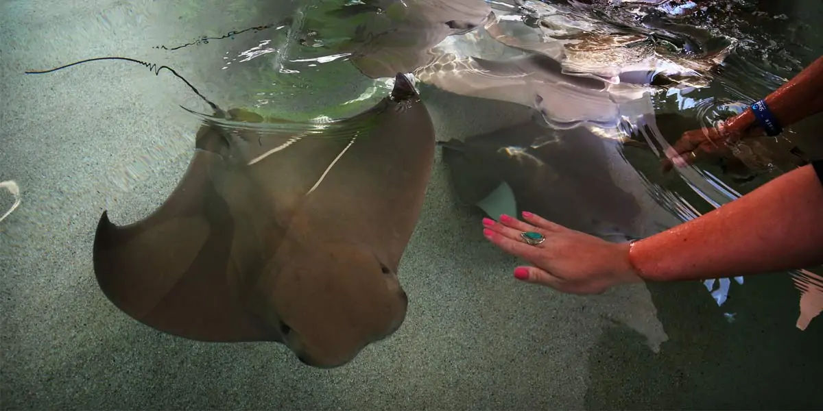 stingrays, carnivorous, beach