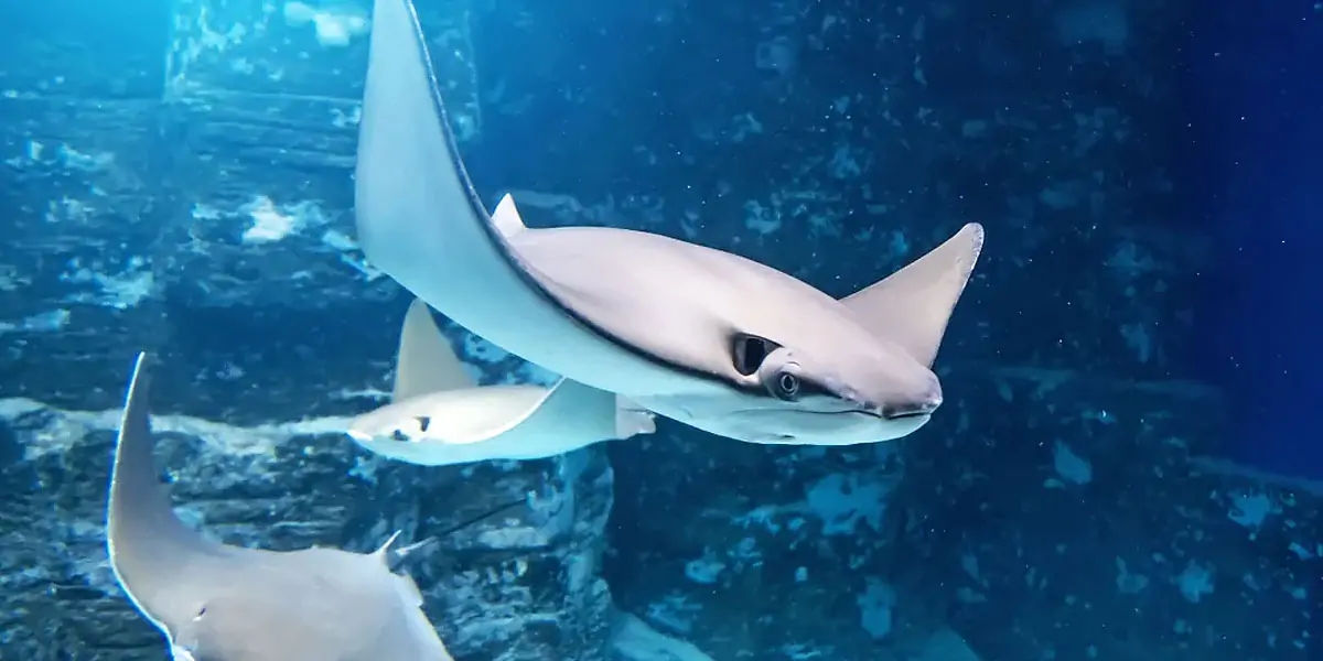stingrays, carnivorous, beach
