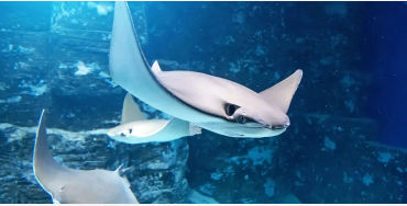 stingrays, carnivorous, beach