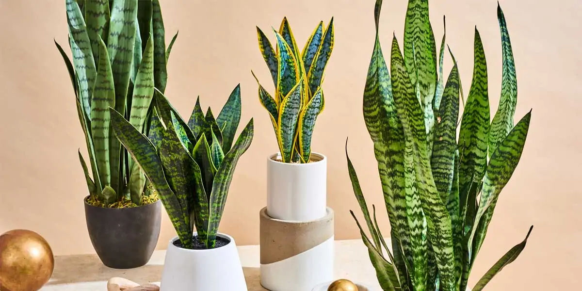 Snake Plant 