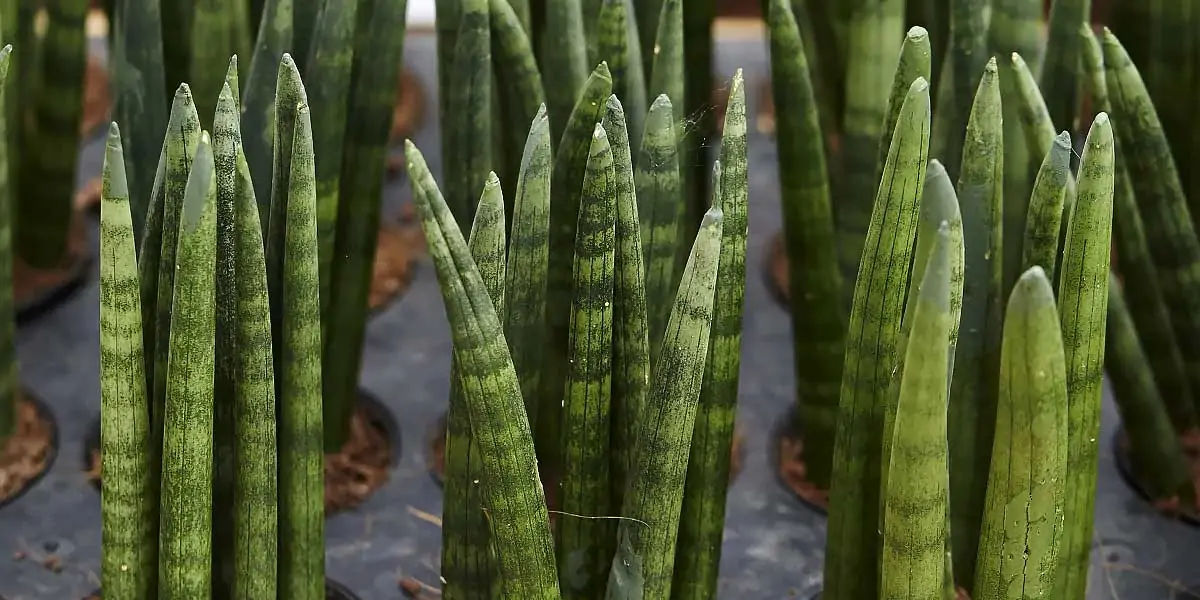 Snake Plant 
