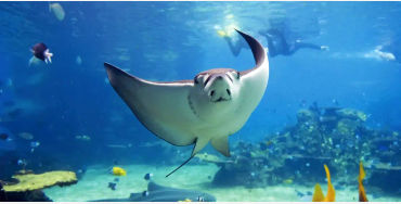 stingrays, carnivorous, beach