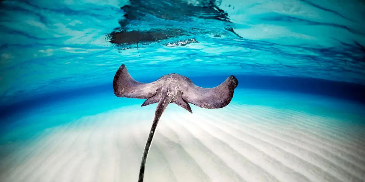 stingrays, carnivorous, beach