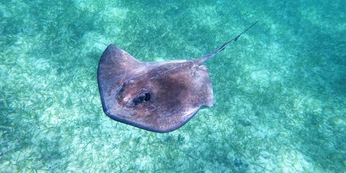 sting rays  