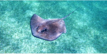sting rays  