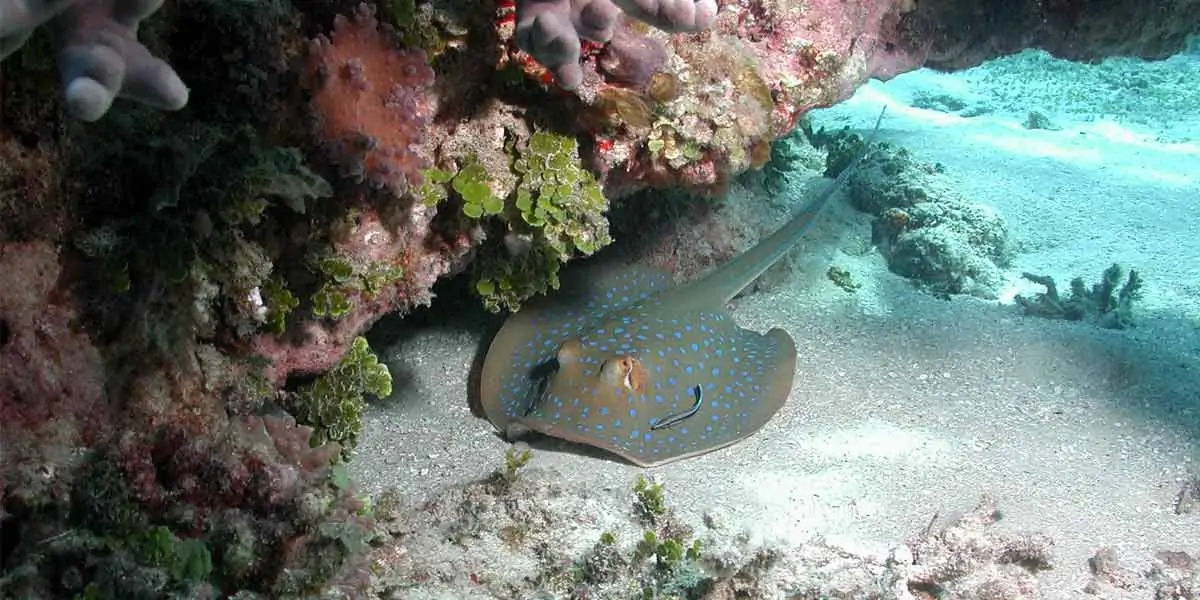 stingrays, carnivorous, beach