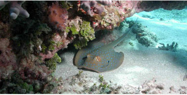stingrays, carnivorous, beach