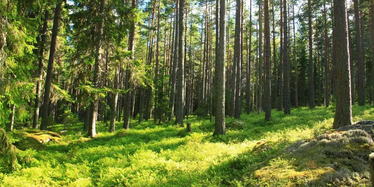 sweden, norway