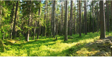 sweden, norway