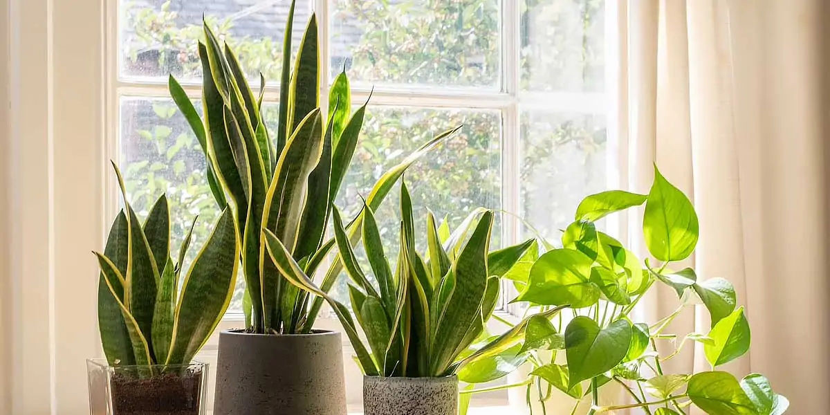 Snake plants