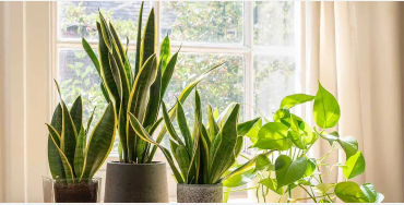 Snake plants