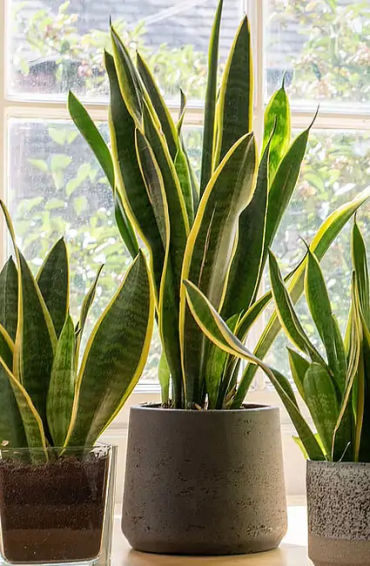 Snake plants