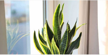Snake Plants