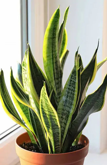 Snake Plants