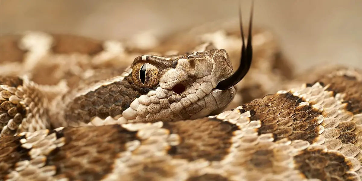 Rattlesnake