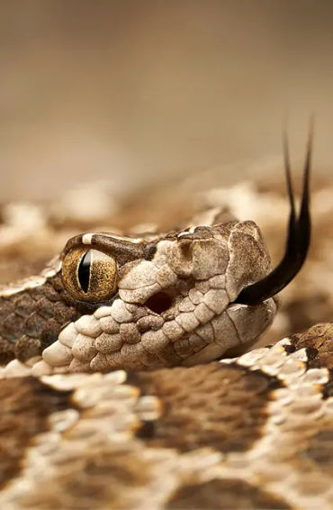 Rattlesnake